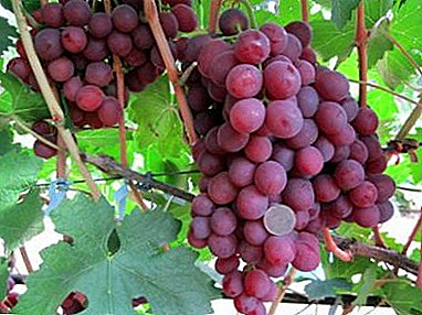 Híbrido despretensioso de criação amadora - uvas Nina, descrição da variedade e sua foto