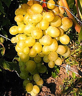 Невибагливий гібрид з відмінним смаком - виноград «Восторг мускатний»