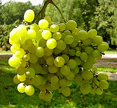 Unpretentious and very sweet - grapes "Aleshenkin dar"