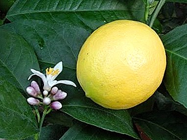 Meyer's unpretentious and original lemon: care and breeding