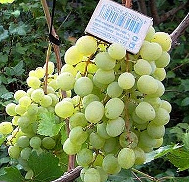 Unpretentious and healthy grape variety "Delight perfect"