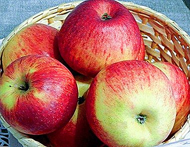 Variedade de maçã despretensiosa e resistente a doenças Canela nova