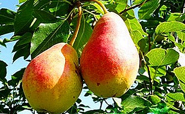 Unpretentious and winter-hardy pear variety "Red-sided"