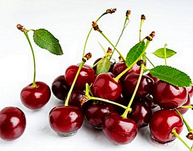 Variedad sin pretensiones con gran sabor - Volochaevka cherry