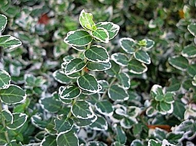 Pretentieloze wintergroene struik voor uw tuin - Forchuna Euonymus: planten en verzorgen thuis