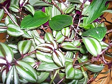 Unpretentious and fast-growing indoor plant - "Zebrina Tradescantia": home care