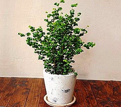 Bescheiden en zeer mooie plant - ficus Benjamin "Barok"