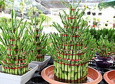 Gösterişsiz bitki - Dracaena Sander (Bambu Spiral, Sanderiana)