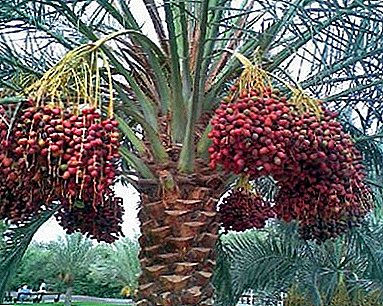Upretensiøs plante dato palm - populære arter og deres funktioner