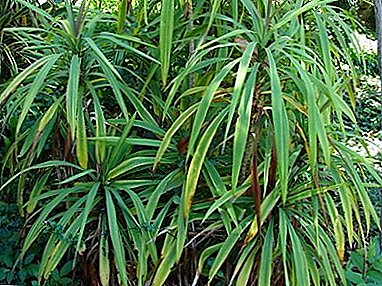 Nõrk troopiline taim Cordilina otsene: koduhoolduse eeskirjad