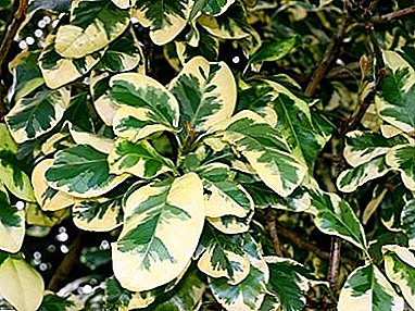 Evergreen sans prétention - Pisonia