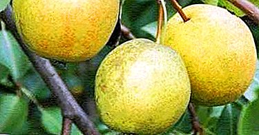 Unpretentious in the care and perfectly tolerates the Russian winter variety of Rogned pear