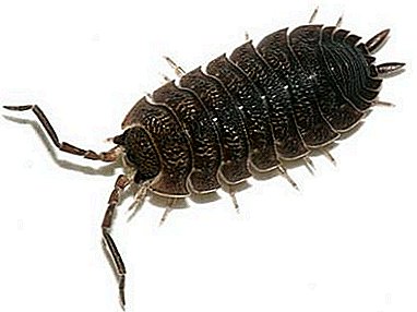 "Uninvited guests" in our apartments - woodlice. Insect species, their description and photo