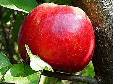 Nehéz téli almafa gyengéd névvel - "Nastya"