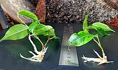A few tips on breeding ficus at home