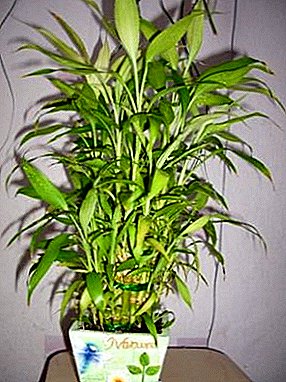 Several ways to grow and propagate bamboo at home