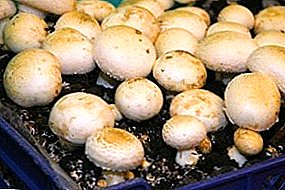 Semplici istruzioni per un raccolto abbondante o tutto ciò che riguarda la coltivazione di funghi prataioli a casa