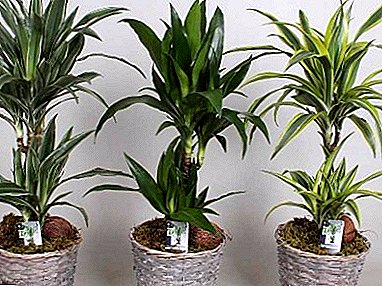 Incomparable Palm Dracaena Mix as a decoration for your home