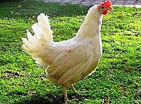 „Haysex“ veislių klojimas gali nustebinti kiaušinių skaičiumi