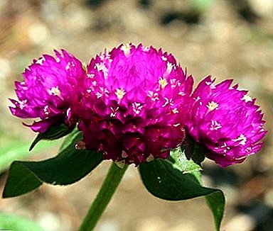 Charmer inofensiv - floarea "Gomphrena Spherical": creste din seminte si fotografii