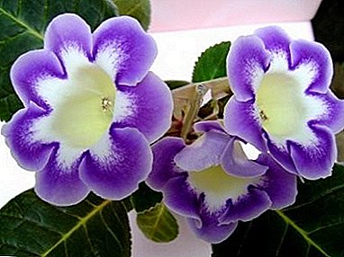 Neverjetno lep cvet - Gloxinia