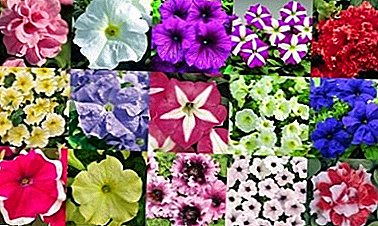 Incredible variety of petunia colors from red and yellow to black and white
