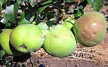 It is impossible to imagine a garden without pear "Elena"