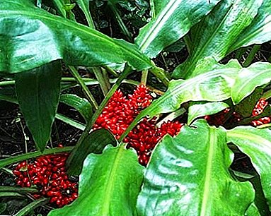 Undemanding Tropic - "Palisota": การดูแลและรูปถ่ายของพืช