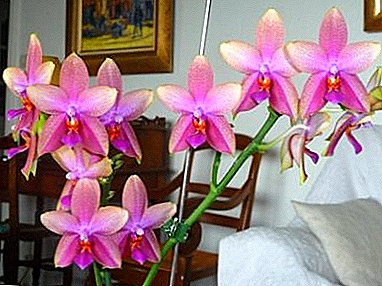 Phalaenopsis Liodoro yang halus dan wangi