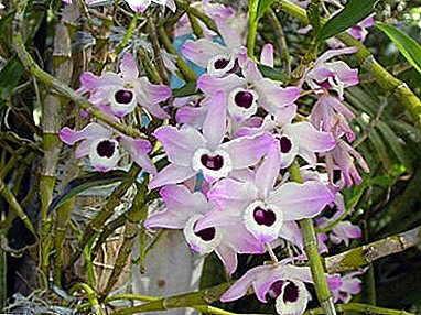 Tender beauty Dendrobium Orchid - foto de uma planta, transplante de instruções em casa