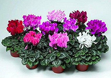 Tender beauty - Persian cyclamen. Home care and growing