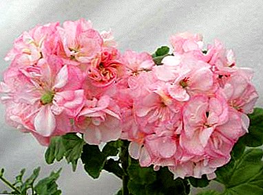Mjukt rosa skönhet - Rosa pelargonium: Beskrivning av sorter med foton, reproduktion, plantering, vård och sjukdomar