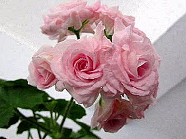 Jemná kvetina vo vašej domácnosti - popis pelargónie Lady Gertrude, tipy na starostlivosť a fotografie rastlín