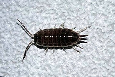 Uninvited guests in the apartment: how to get rid of wood lice? Photos and causes