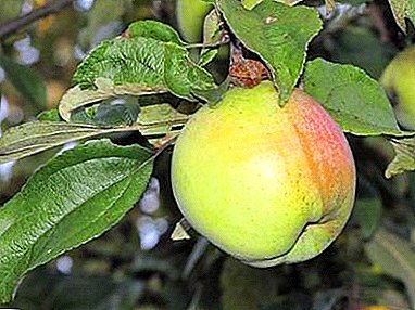 Low-growing apple tree with high capabilities - Snowdrop grade