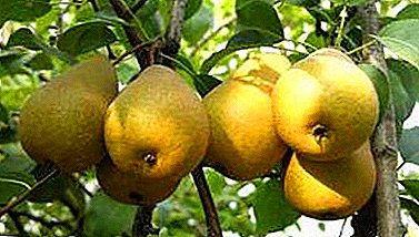 Low-growing, but very useful variety with small fruits - pear Thumbelina