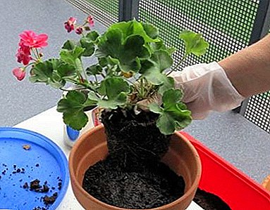 Nieuw leven van een gewone geranium: hoe moet een plant in een andere pot worden getransplanteerd?