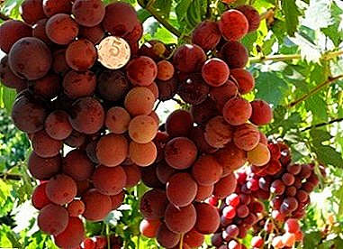 Nova variedade de uva híbrida "Valery Voevoda"