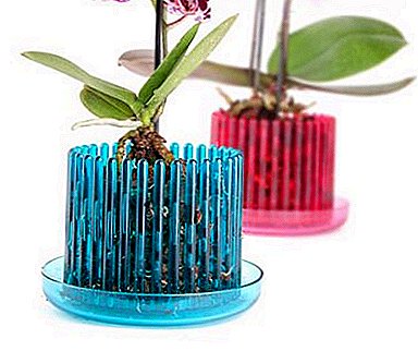 Novelty for growing orchids - Crown pot with vertical cuts and a tray