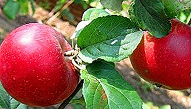 Een overvloedige oogst nodig met een minimum aan inspanning? Kijk naar de appelvariëteit Krasa Sverdlovsk