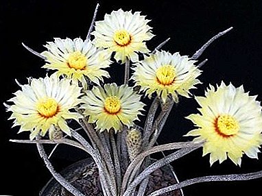 Nuances of care for exotic Mexican cactus - "Astrophytum"