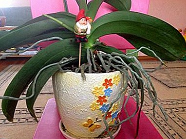 Le sfumature della cura dell'orchidea: quali sono le radici aeree e quali sono?