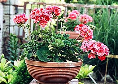 Ce să faci cu florile geranium decolorate? Reguli de bază pentru îngrijirea plantelor
