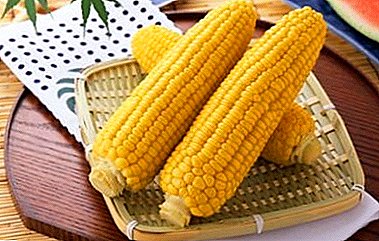 ¿Cómo y cuánto cocinar el maíz maduro y demasiado maduro? Características y consejos útiles.