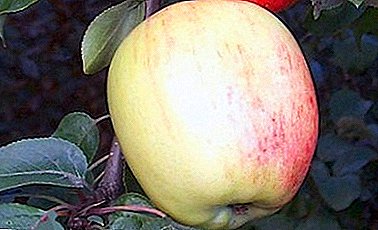 Jabuka jabuka otporna na mraz Arkadik je lišena zaslužene popularnosti