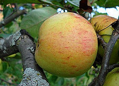 The abundance of harvest and great taste is demonstrated by the apple tree Chosen