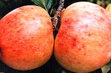 Obilje žetve i ukusnih plodova - sorte jabuke Yandykovsky