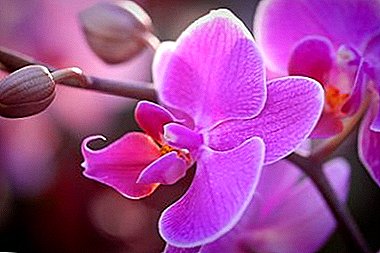 Tăiați frunzele unei orhidee: este posibil și când este cel mai bine făcut?