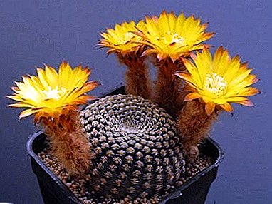 The charming beauty of the flowers Lobivia cactus