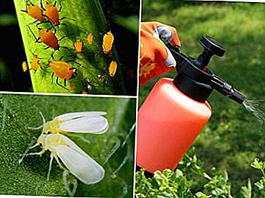 Beoordeling van de beste remedies voor witte vlieg en bladluizen: hun gebruik en prijs